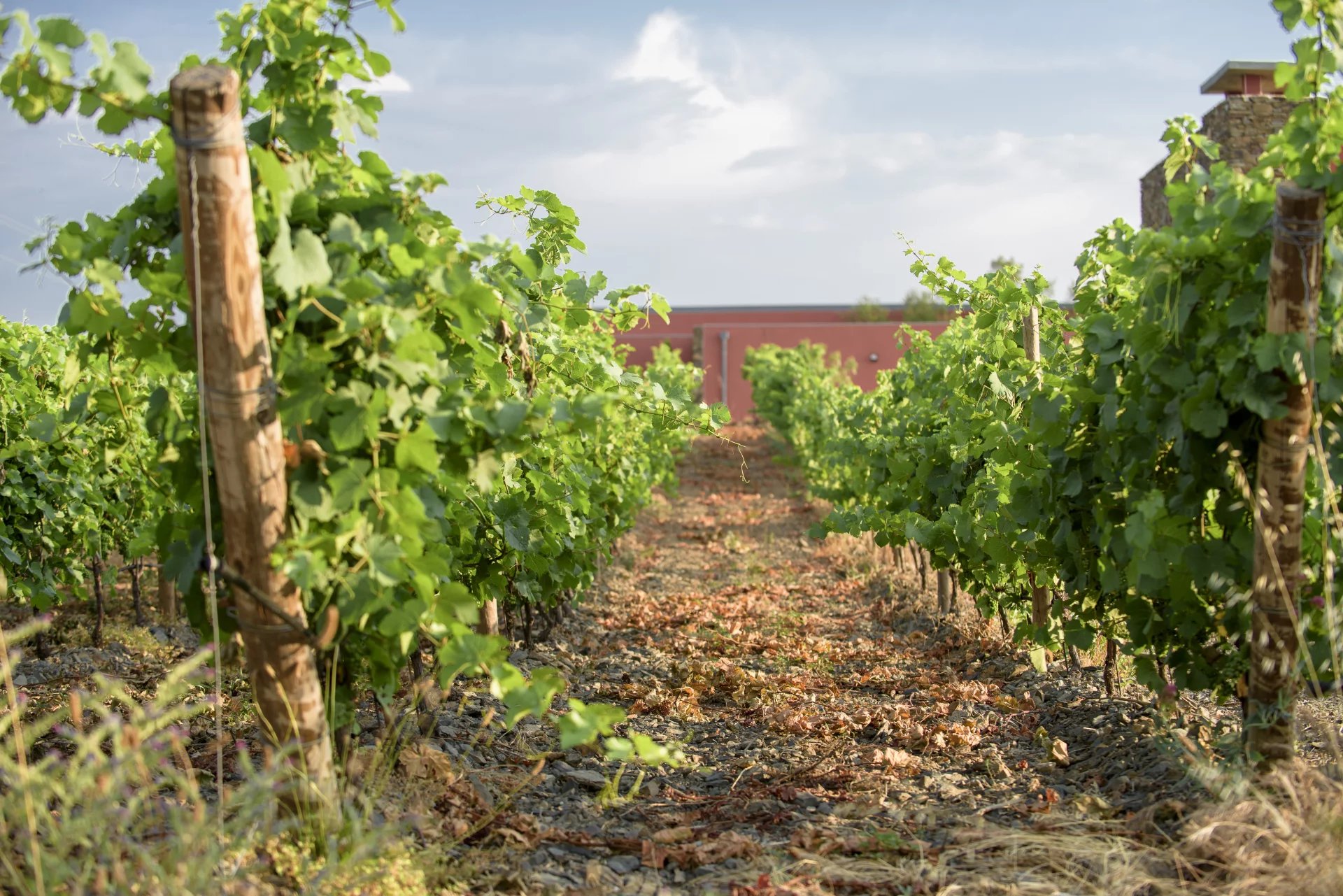 UN DOMAINE VITICOLE EN APPELLATION FAUGÈRES