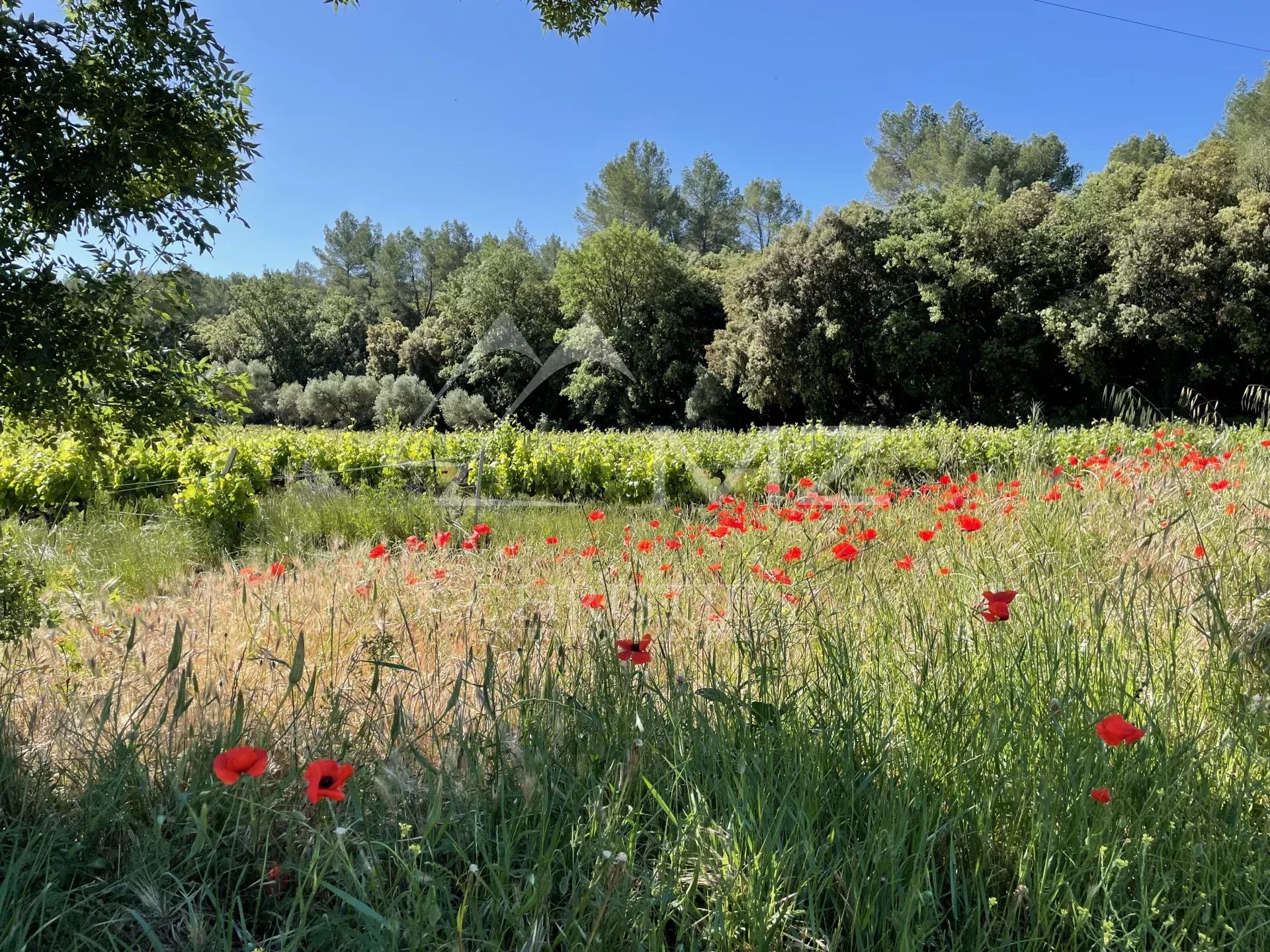 AOP CÔTES DE PROVENCE - EXPLOITATION VITICOLE EN CENTRE VAR