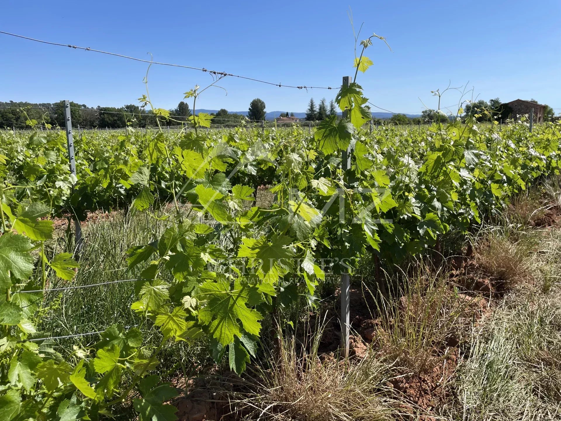 AOP CÔTES DE PROVENCE - EXPLOITATION VITICOLE EN CENTRE VAR