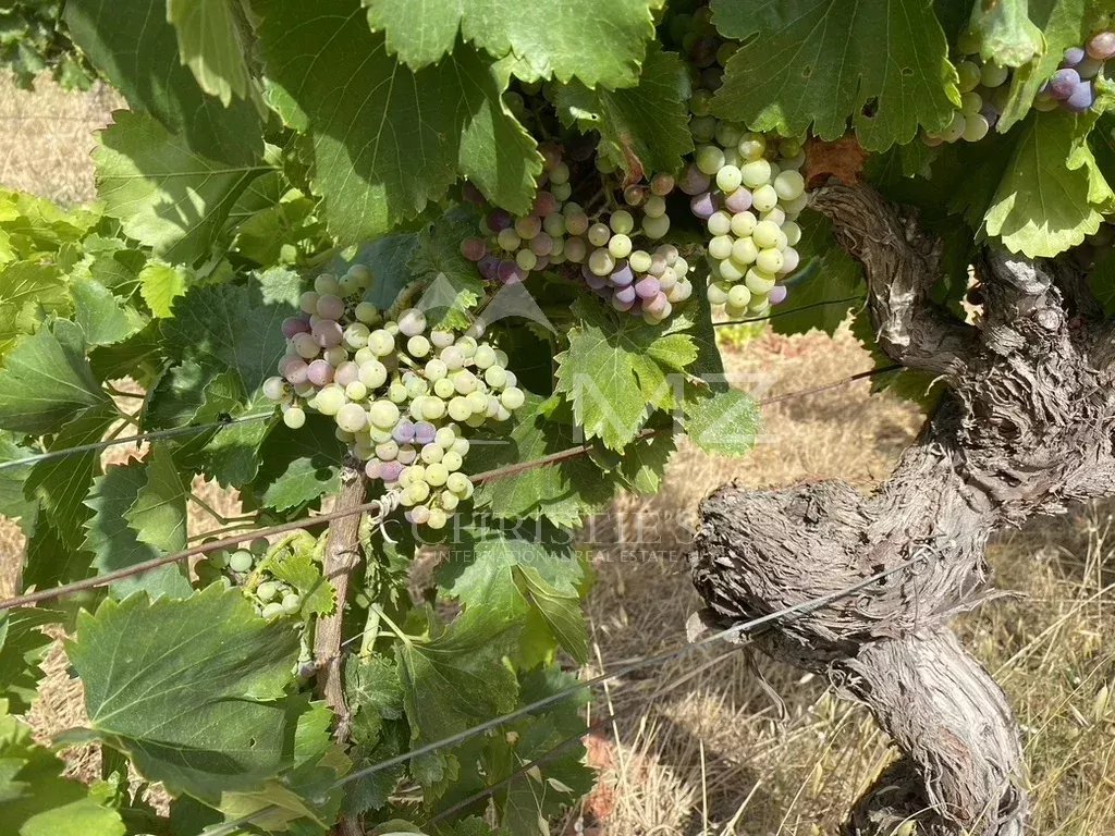 AUSSERGEWÖHNLICHES WEINGUT IN LUBERON