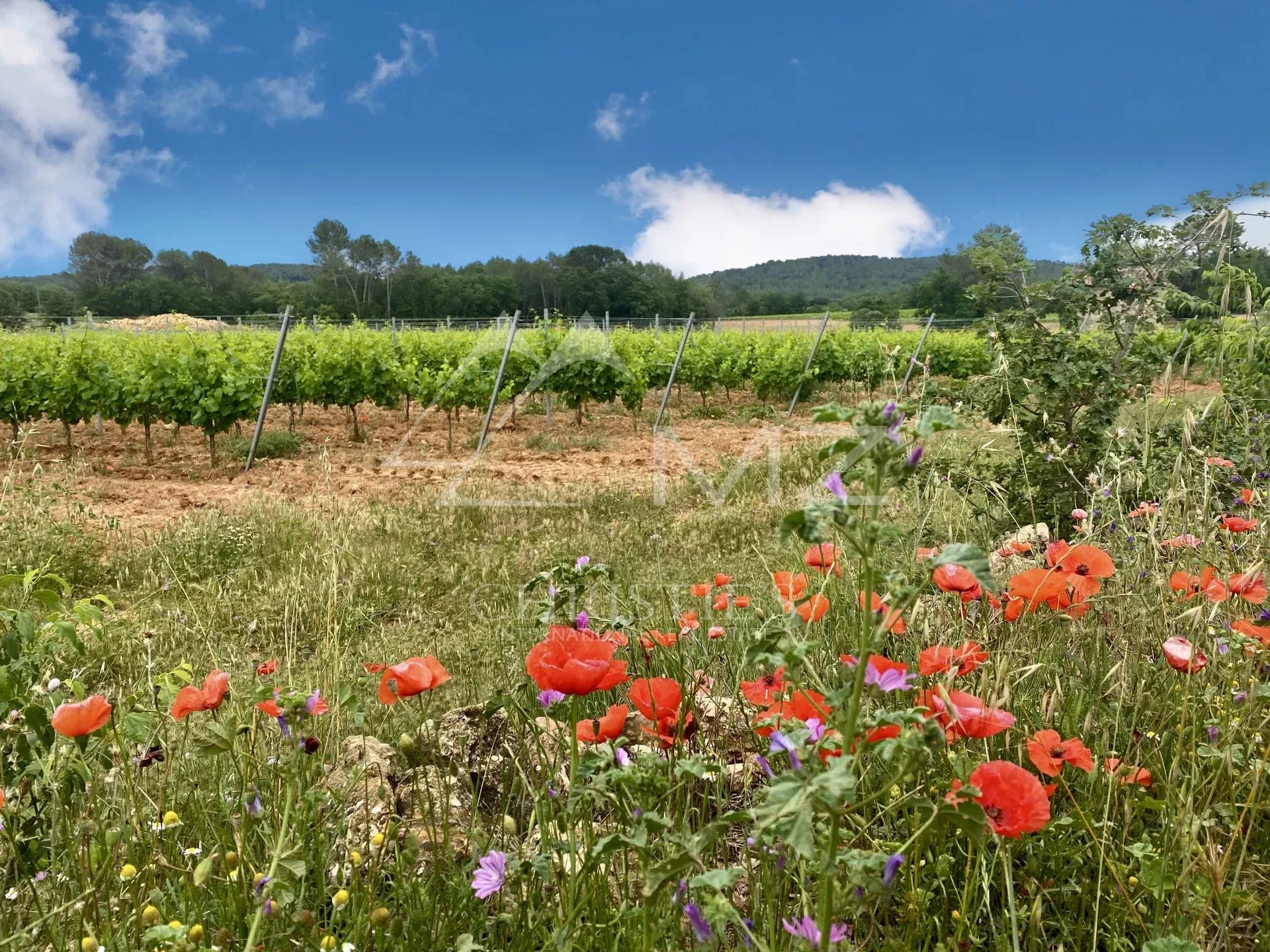 UNIQUE - VALLÉE D'ESCLANS- EXPLOITATION VITI_VINICOLE