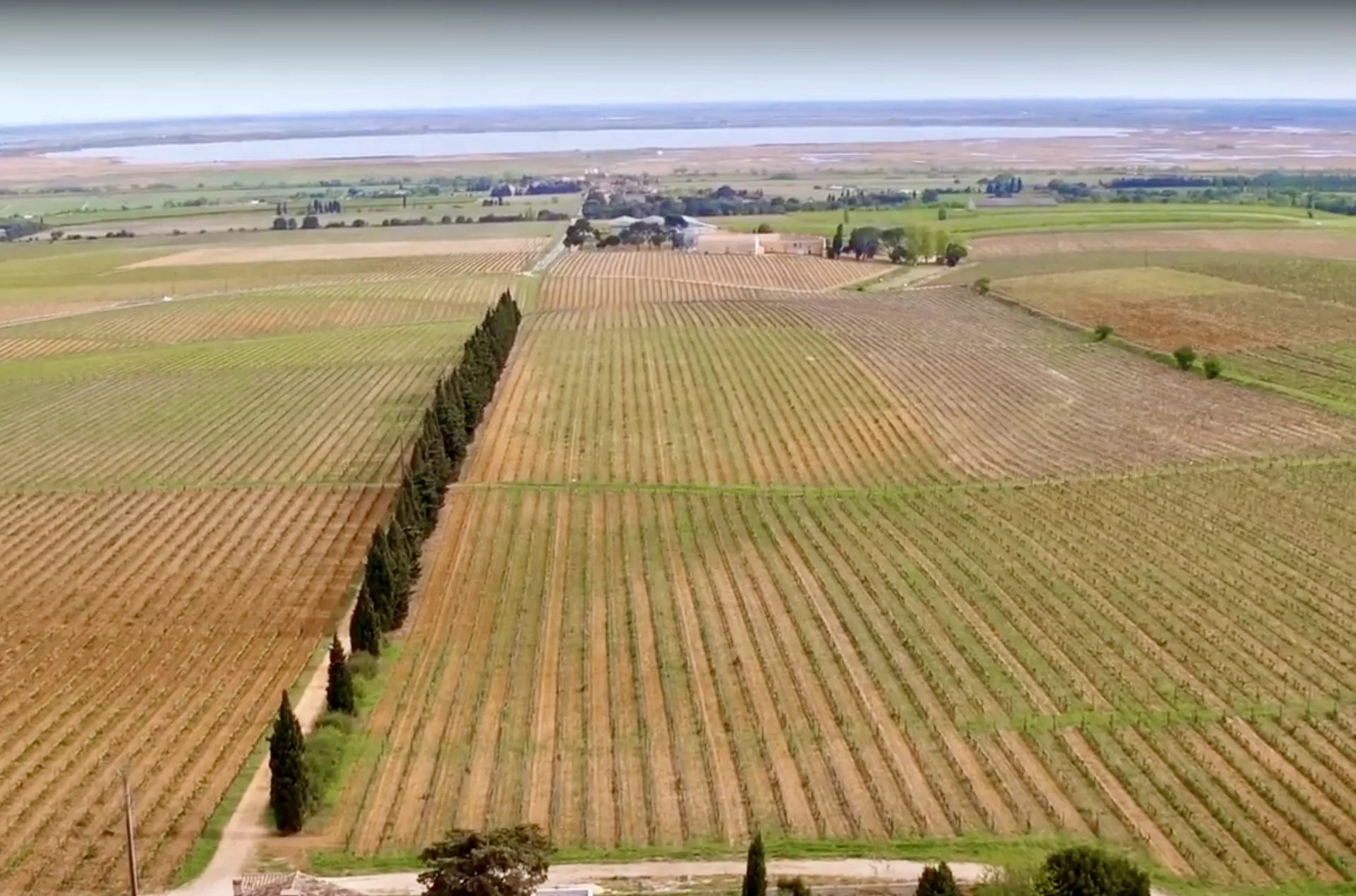 UN DOMAINE VITICOLE EN AGRICULTURE BIOLOGIQUE