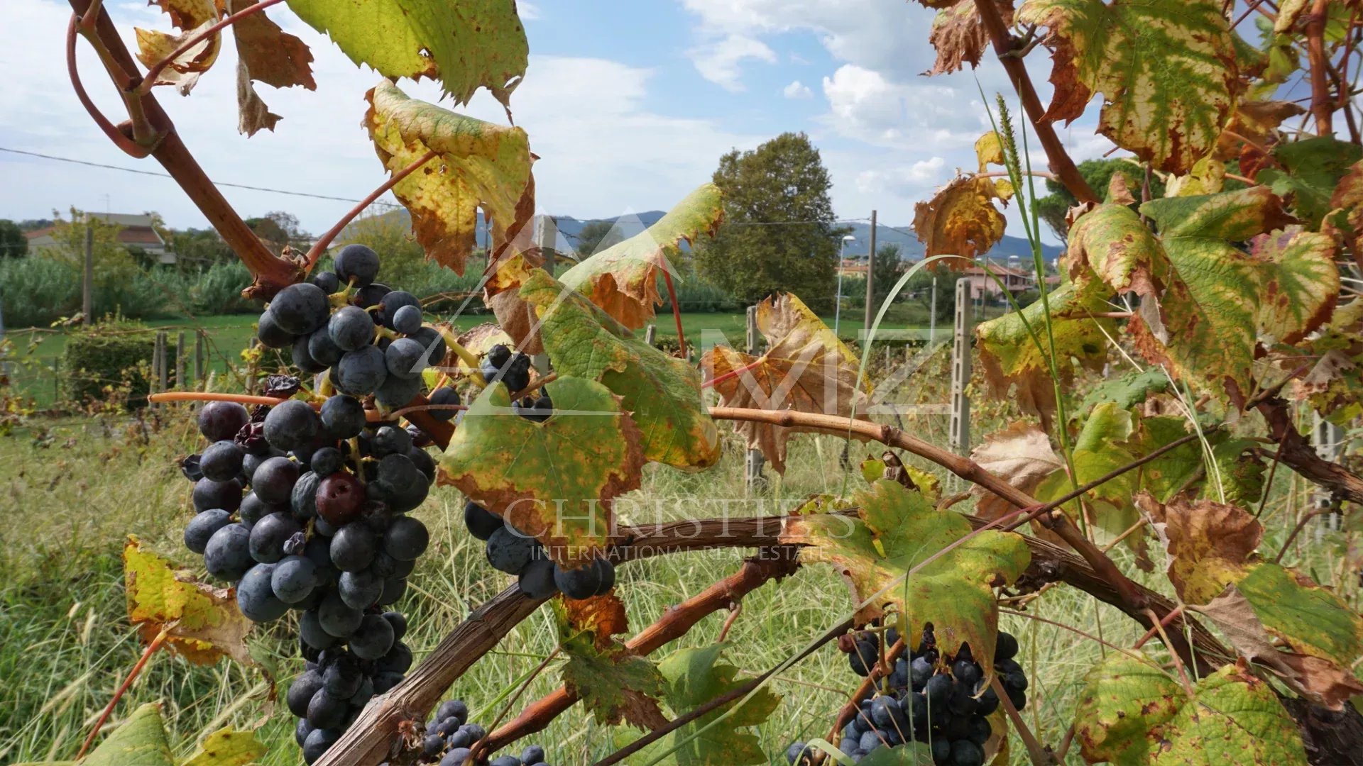 Elégante villa avec piscine, vignoble et grand terrain à une courte distance de la mer