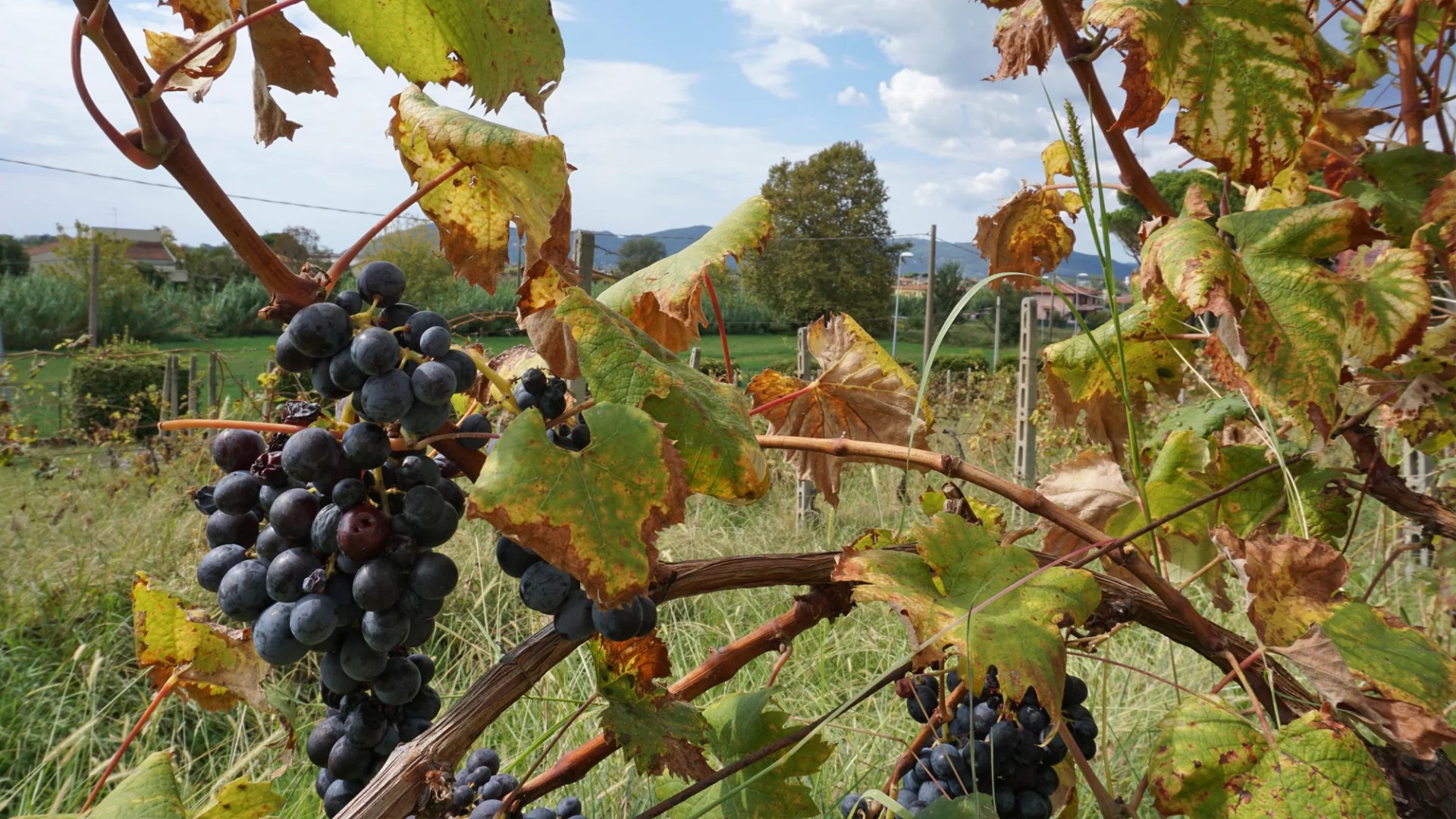 Elégante villa avec piscine, vignoble et grand terrain à une courte distance de la mer