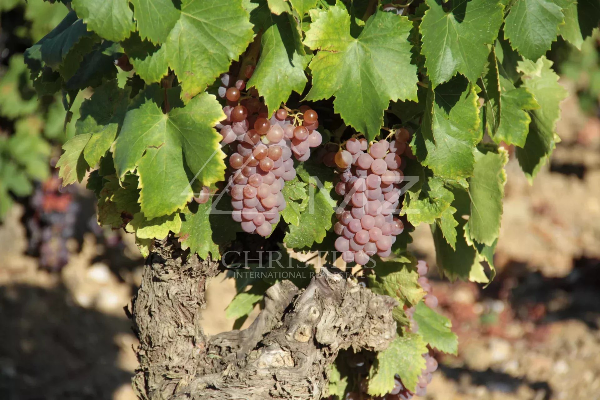 A VINEYARD ESTATE IN THE FAUGÈRES APPELLATION