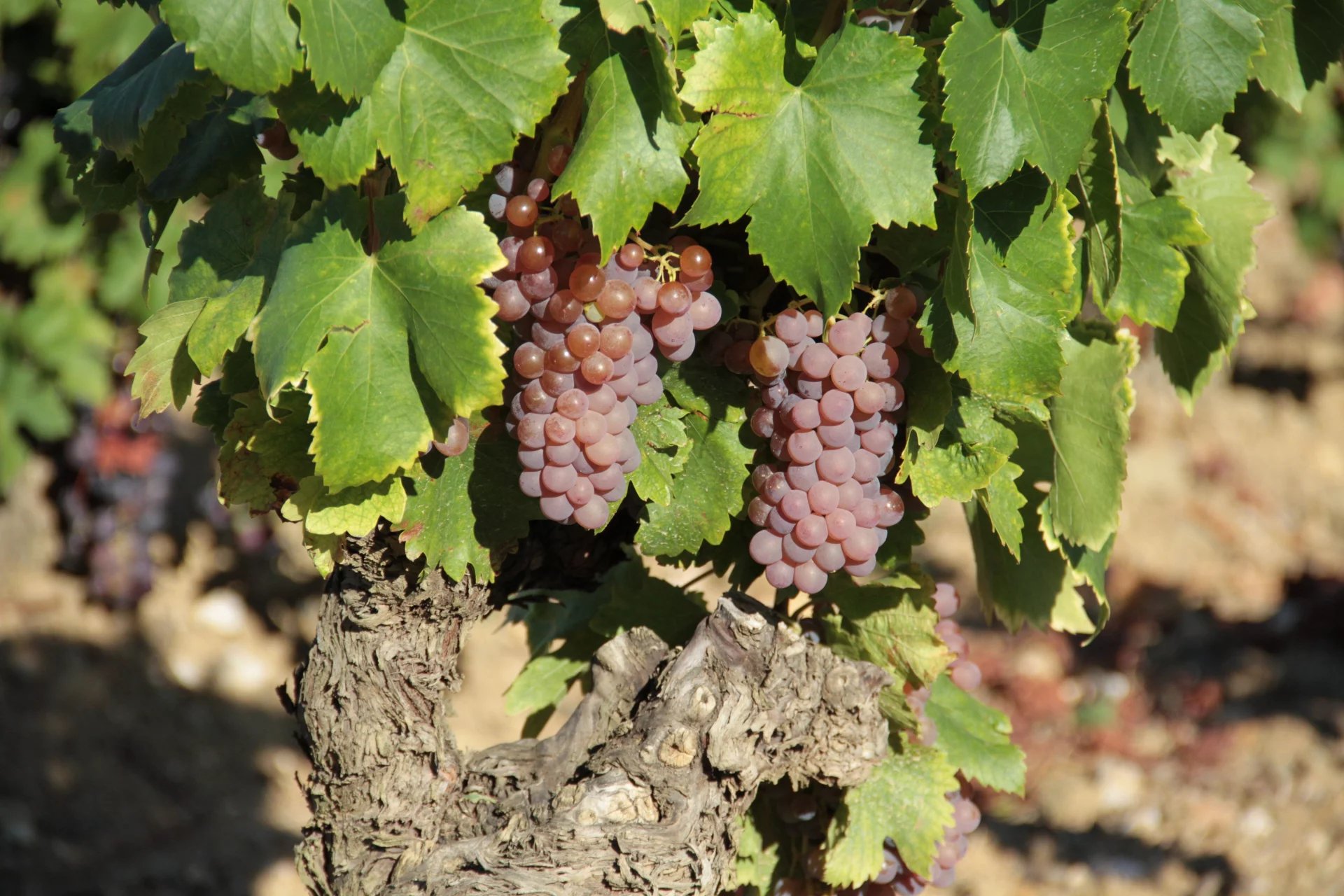 UN DOMAINE VITICOLE EN APPELLATION FAUGÈRES