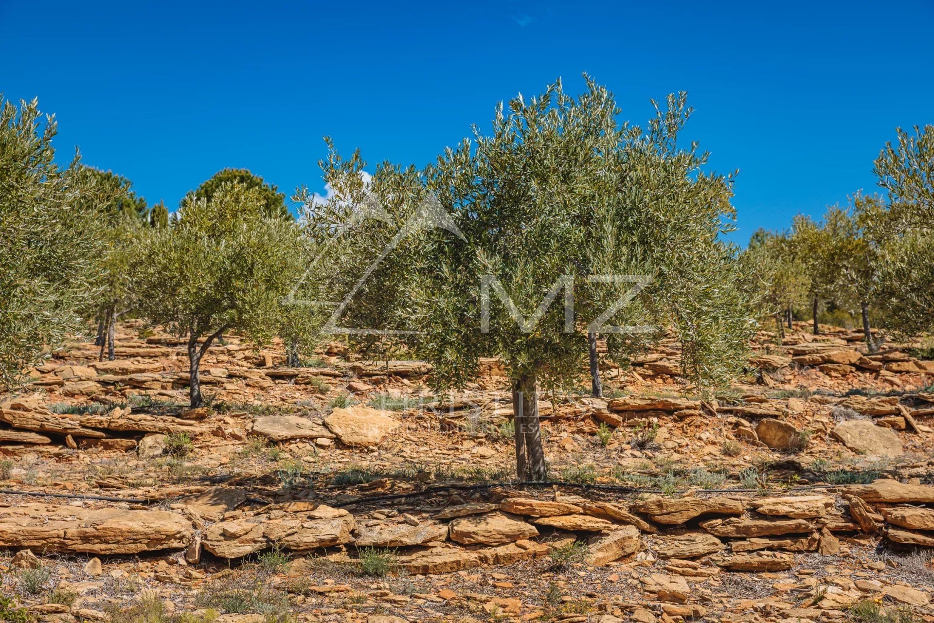 DOMAINE OLÉO-VITICOLE DE STANDING - AOP BANDOL