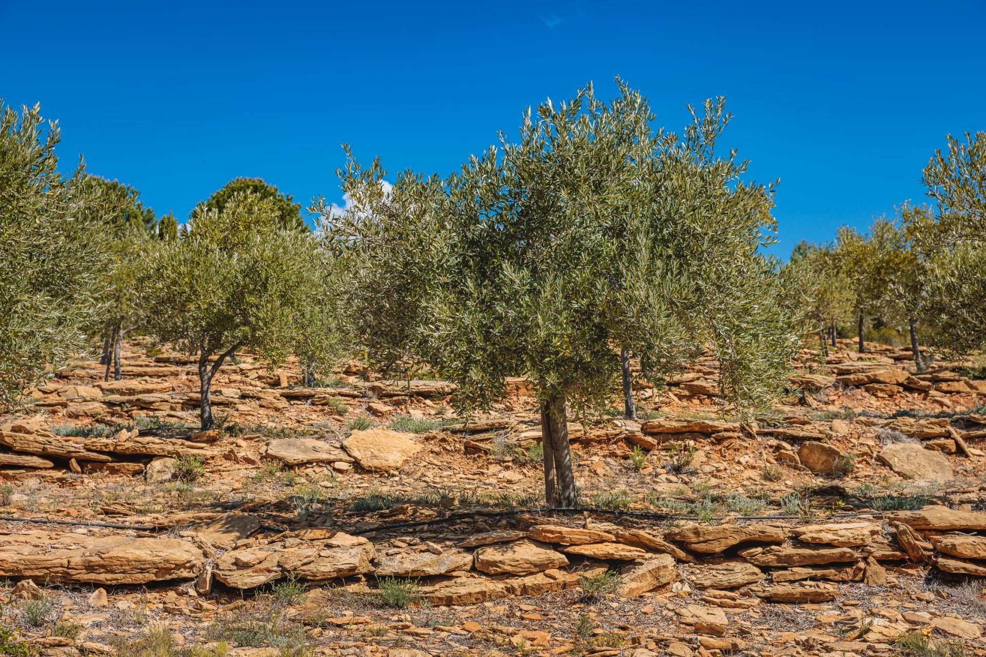 DOMAINE OLÉO-VITICOLE DE STANDING - AOP BANDOL