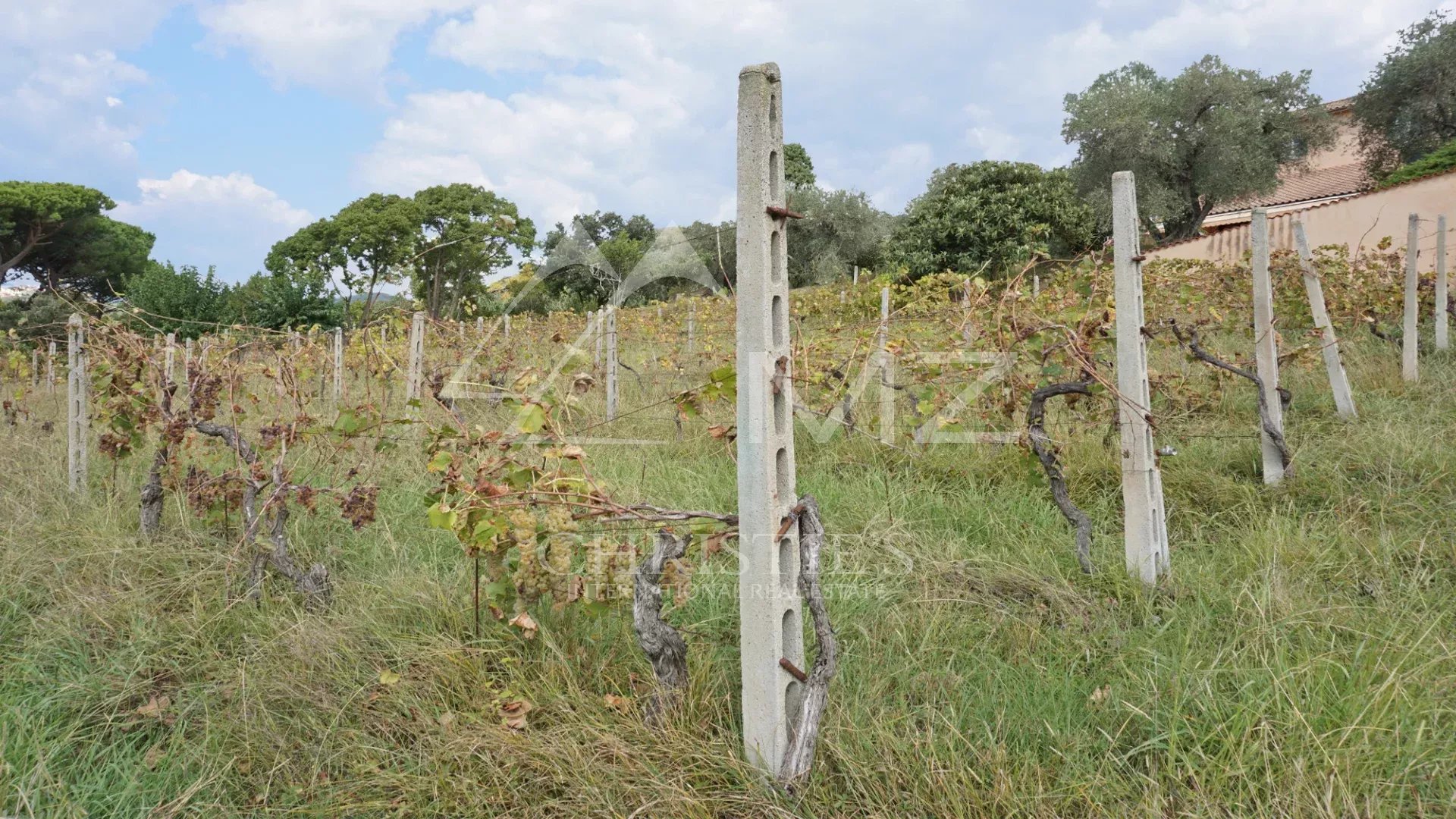 Elégante villa avec piscine, vignoble et grand terrain à une courte distance de la mer