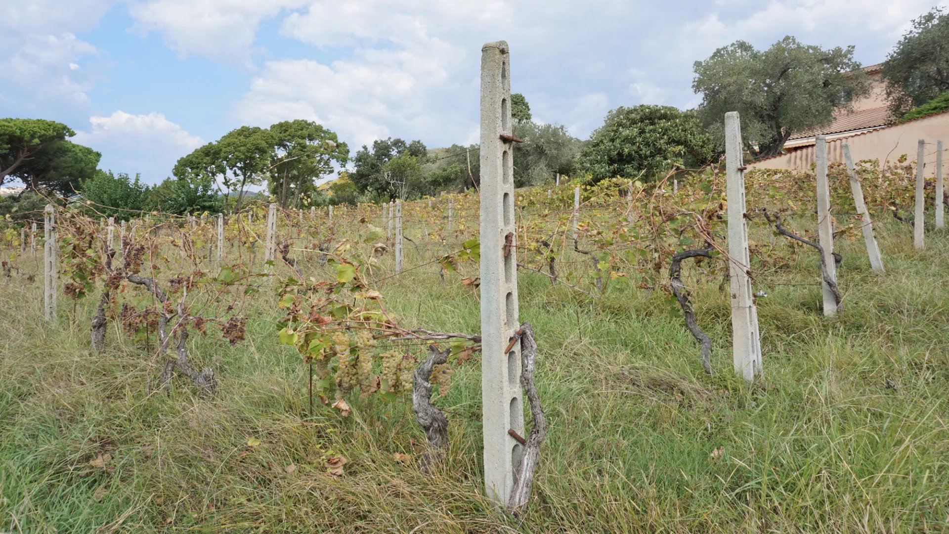 Elégante villa avec piscine, vignoble et grand terrain à une courte distance de la mer