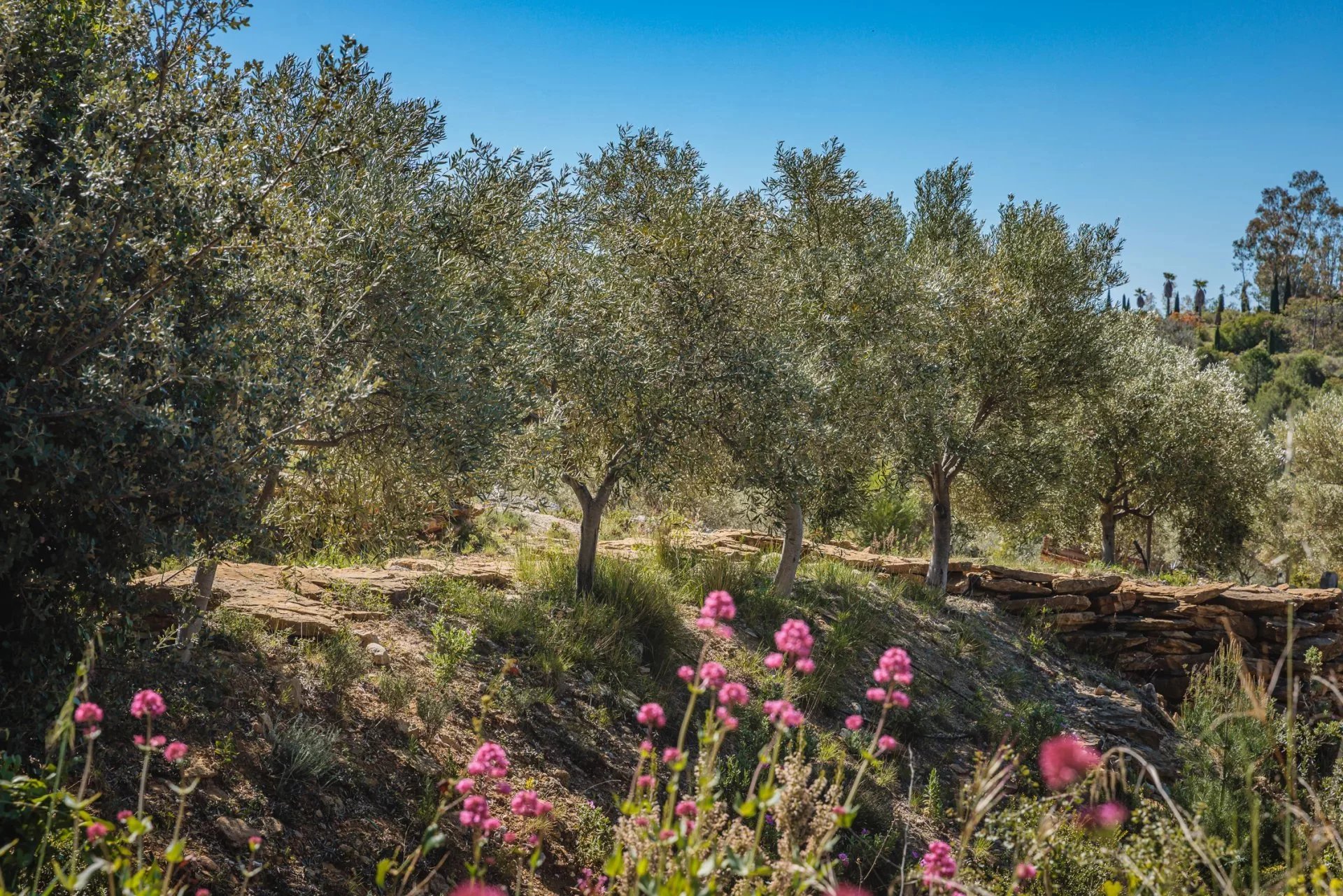 SUBLIME PROPRIÉTÉ OLEO-VITICOLE EN PROVENCE