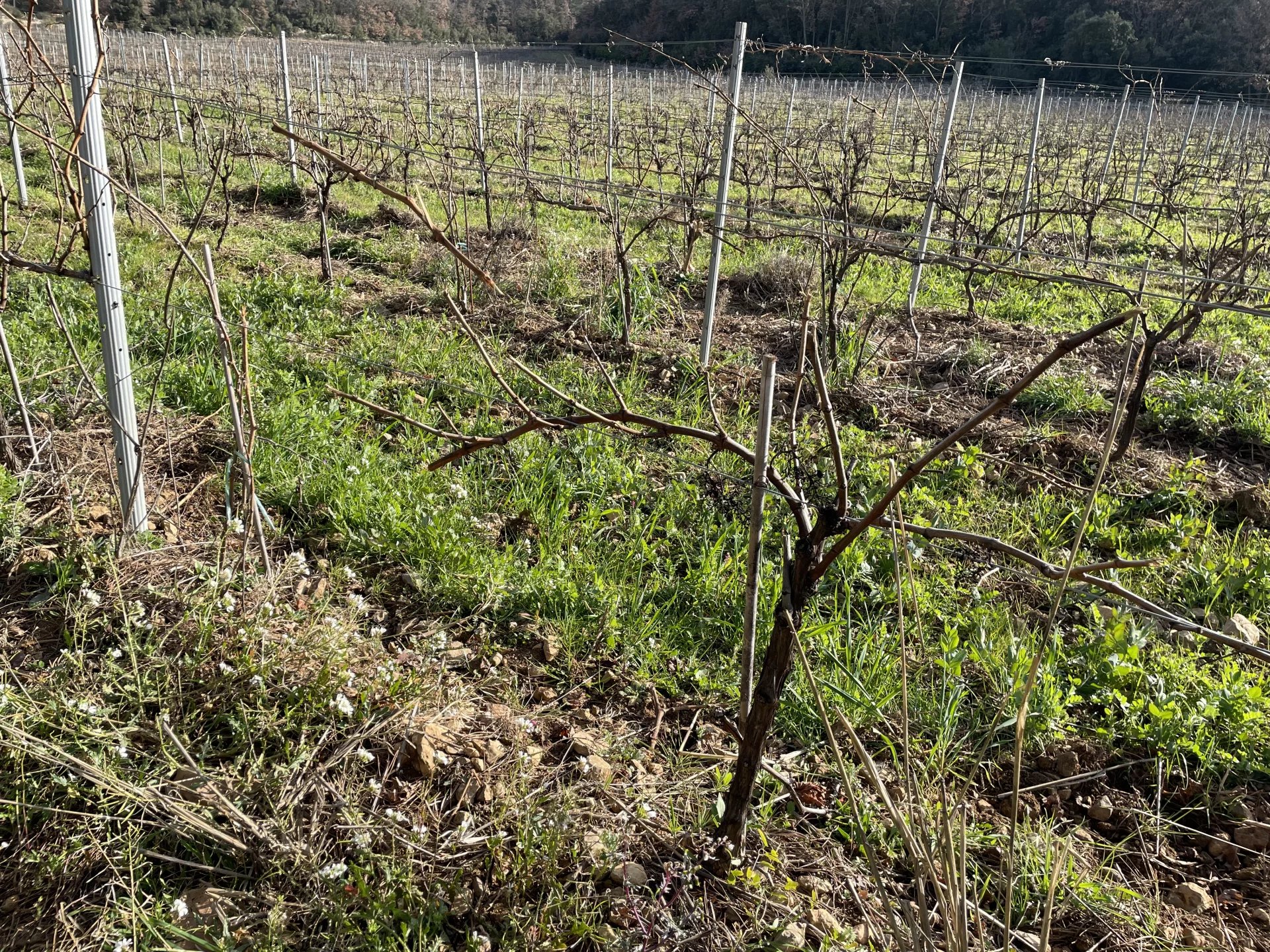 BASTIDE DE CHARME AU COEUR DU TERROIR DES CÔTES DE PROVENCE