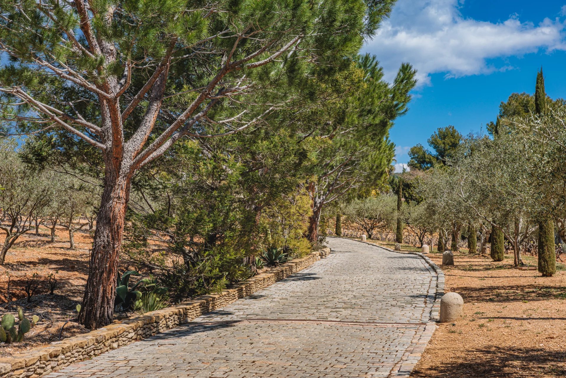 DOMAINE OLÉO-VITICOLE DE STANDING - AOP BANDOL