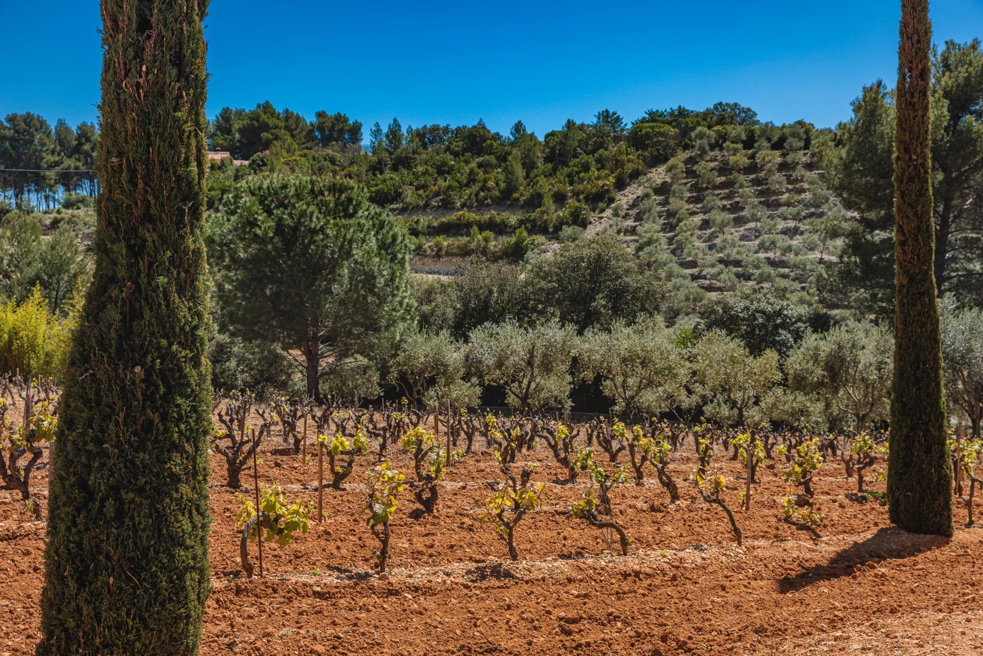 DOMAINE OLÉO-VITICOLE DE STANDING - AOP BANDOL