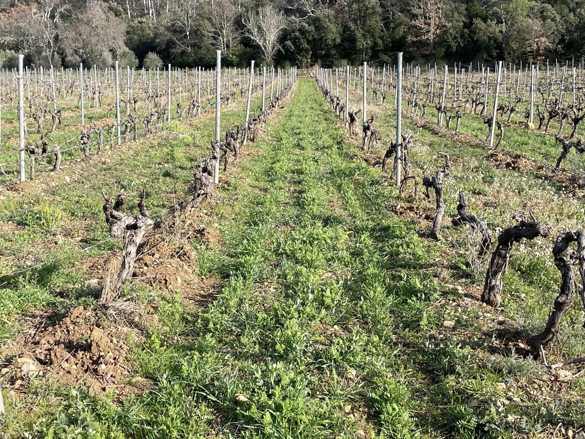 BASTIDE DE CHARME AU COEUR DU TERROIR DES CÔTES DE PROVENCE