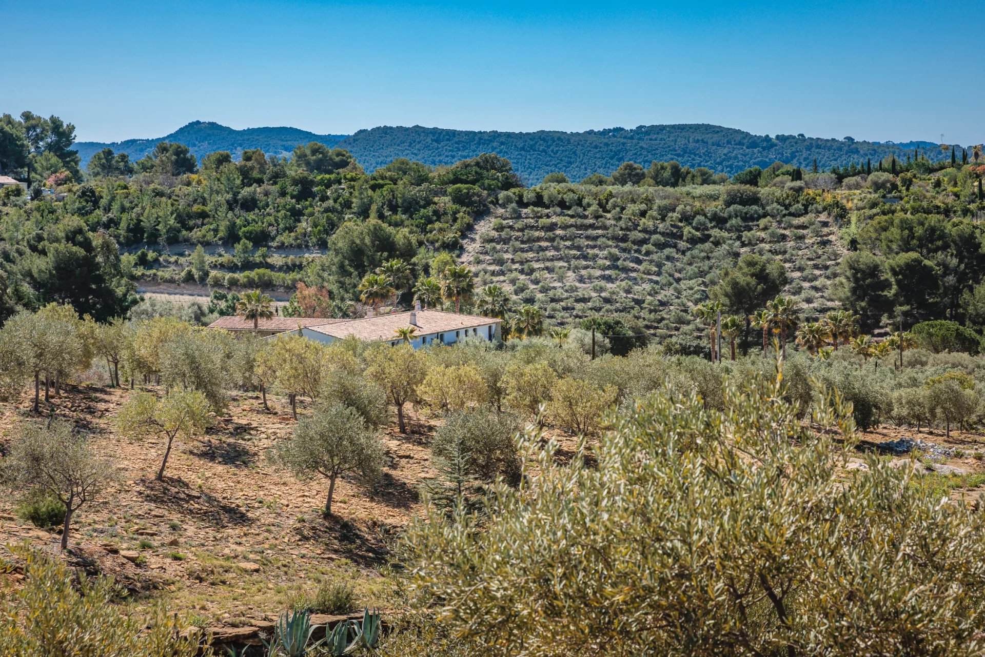 DOMAINE OLÉO-VITICOLE DE STANDING - AOP BANDOL