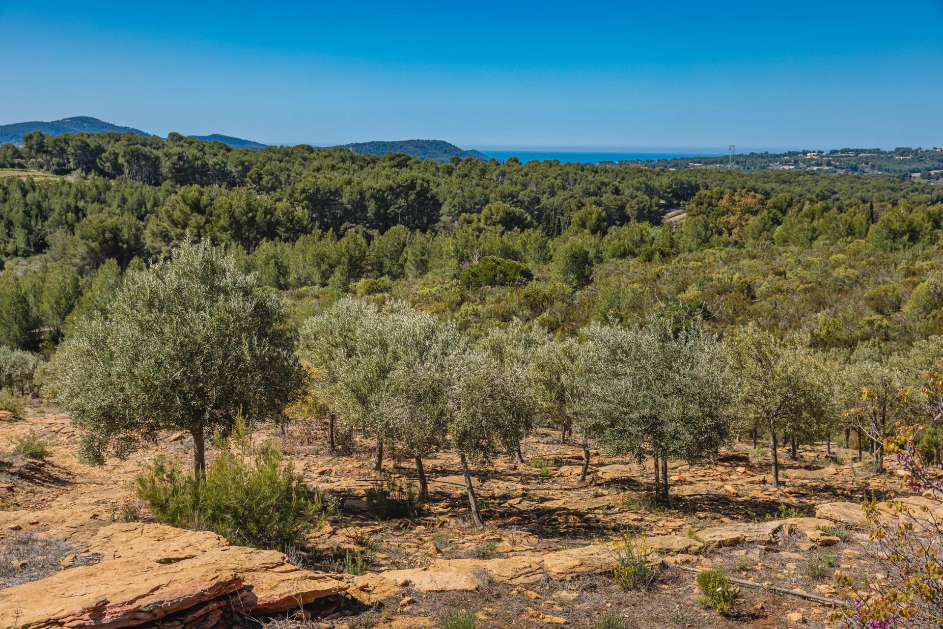 DOMAINE OLÉO-VITICOLE DE STANDING - AOP BANDOL