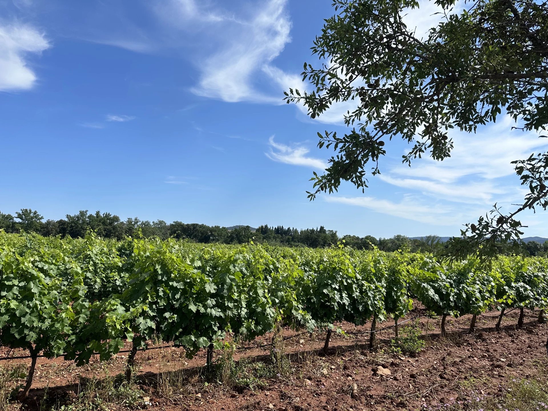 UN OUTIL DE PRODUCTION AU COEUR DU TRIANGLE D'OR DES CÔTES DE PROVENCE