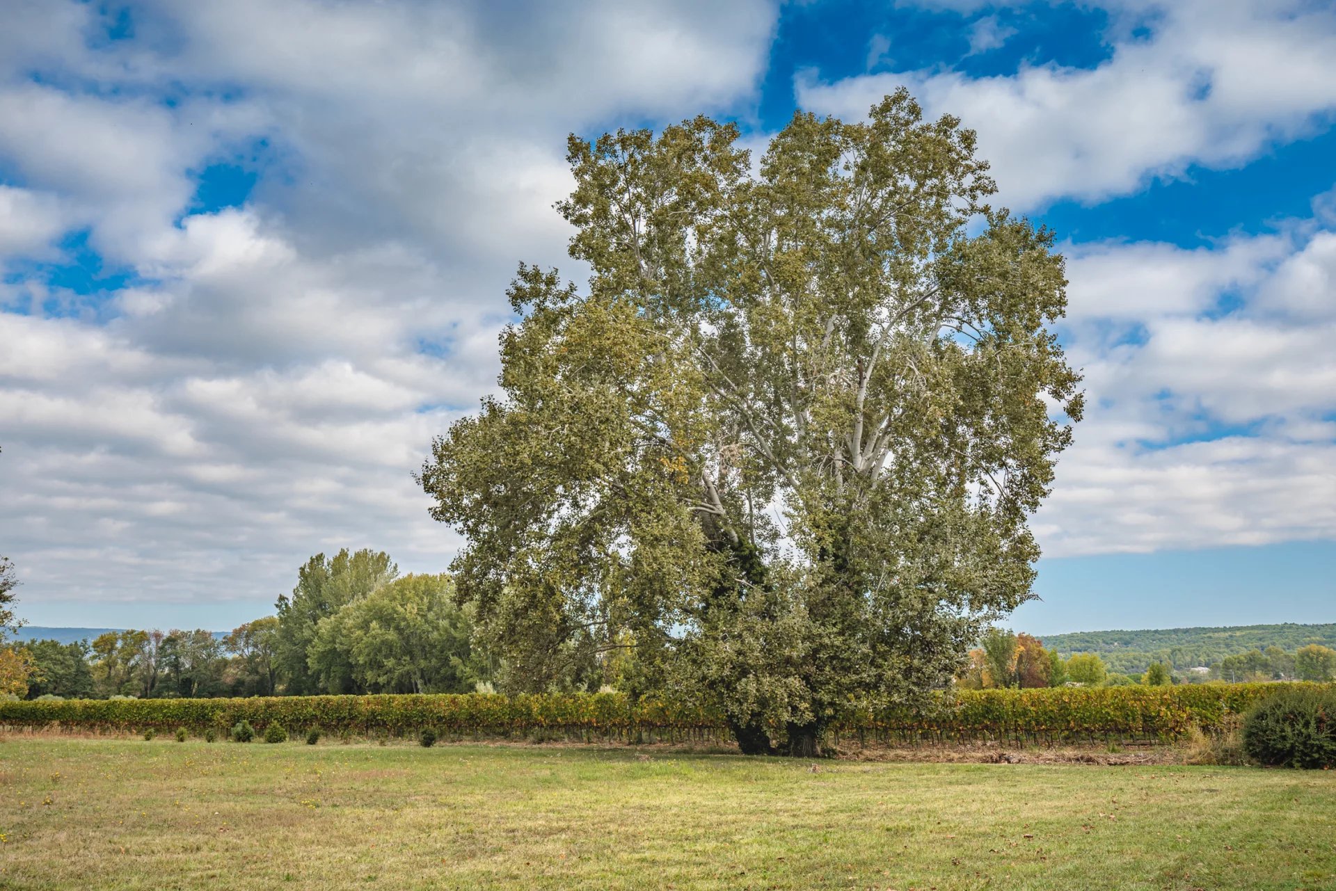 Mas XVIIIème rénové - Ménerbes - Luberon en Provence