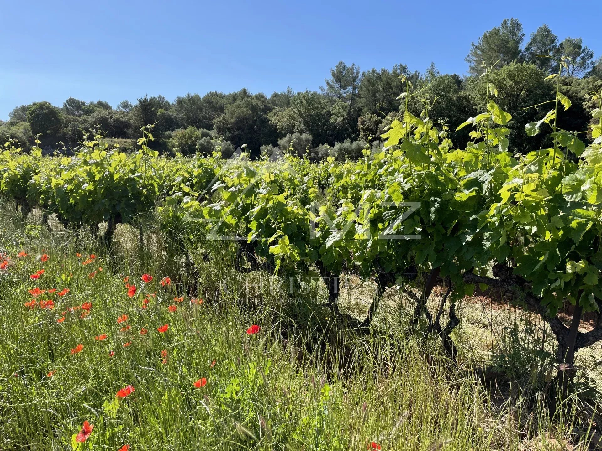 AOP CÔTES DE PROVENCE - EXPLOITATION VITICOLE EN CENTRE VAR