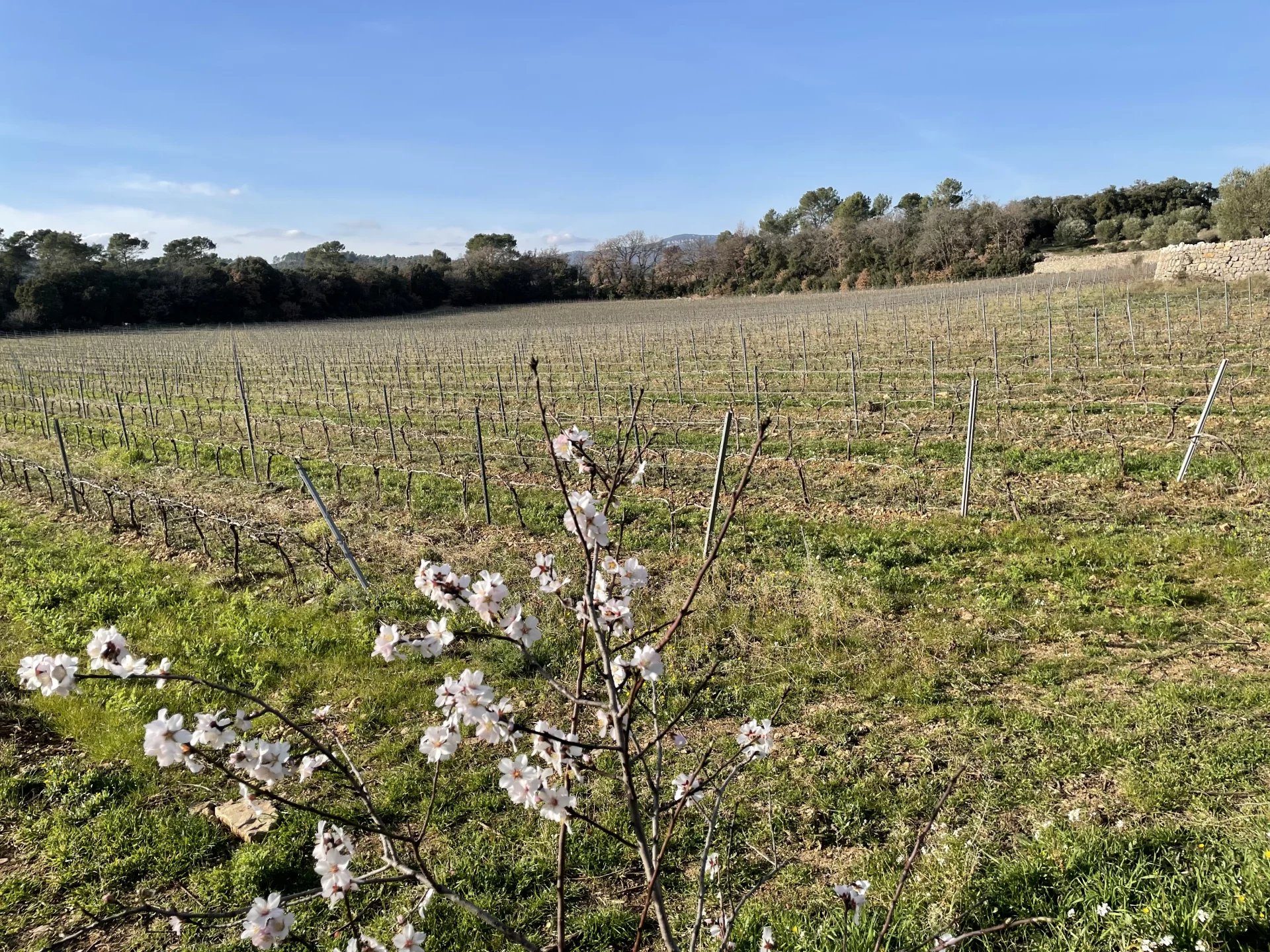 BASTIDE DE CHARME AU COEUR DU TERROIR DES CÔTES DE PROVENCE