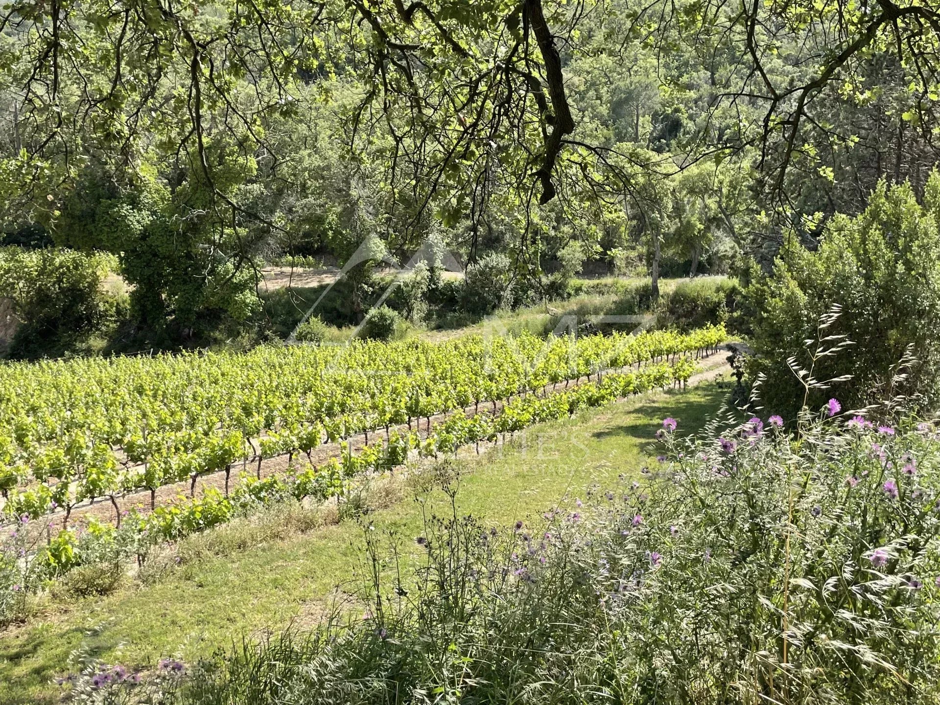 OPPORTUNITÉ À SAISIR ! - PROPRIÉTÉ VITICOLE GOLFE DE SAINT-TROPEZ