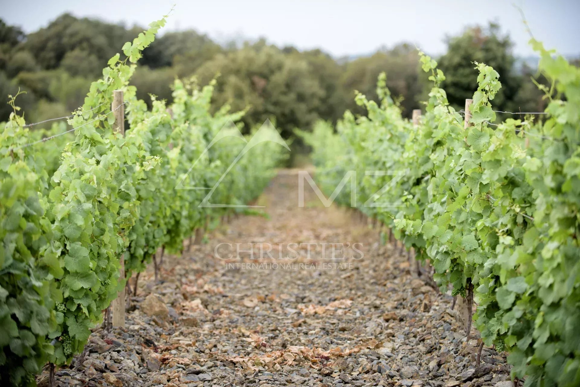 A VINEYARD ESTATE IN THE FAUGÈRES APPELLATION