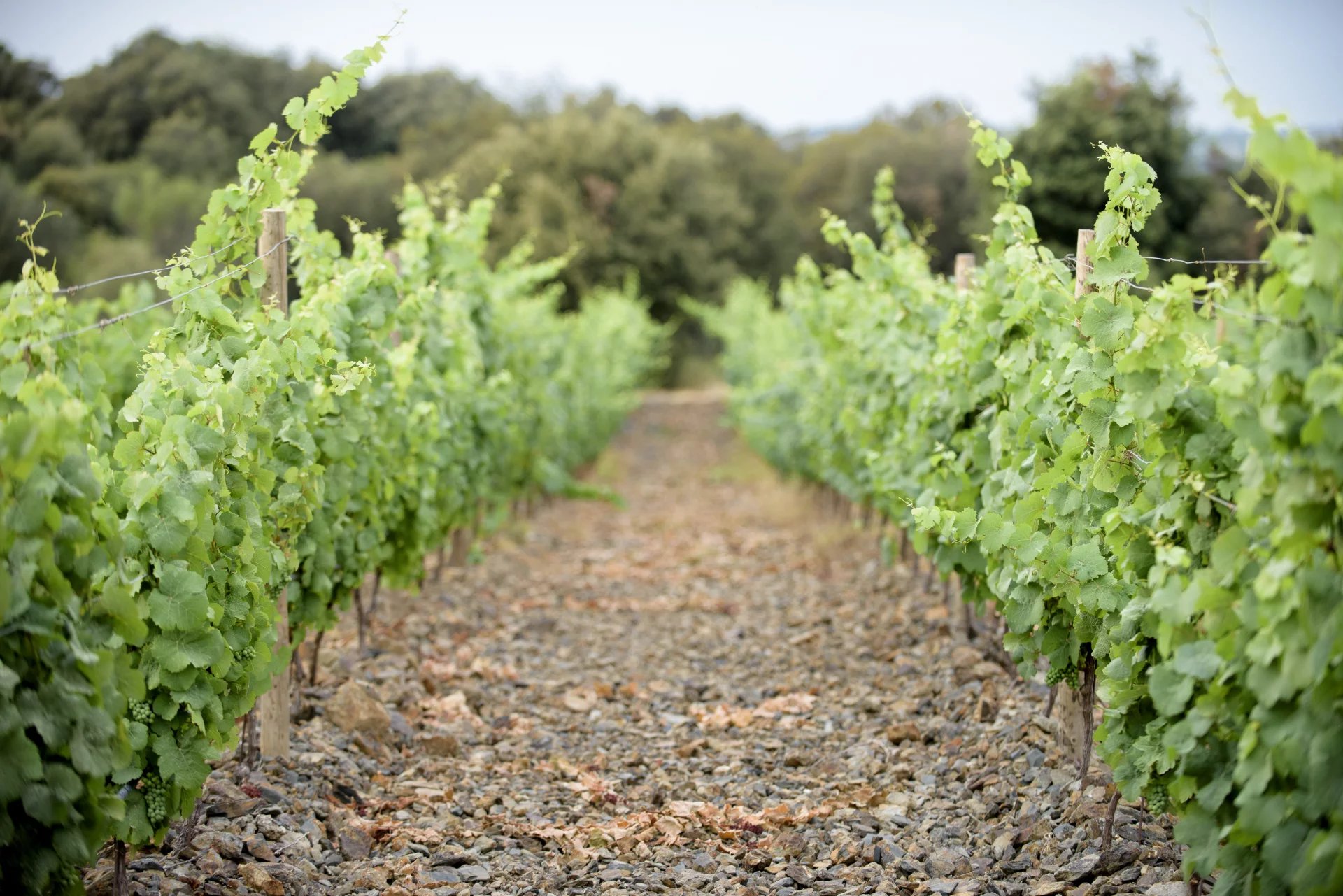 UN DOMAINE VITICOLE EN APPELLATION FAUGÈRES