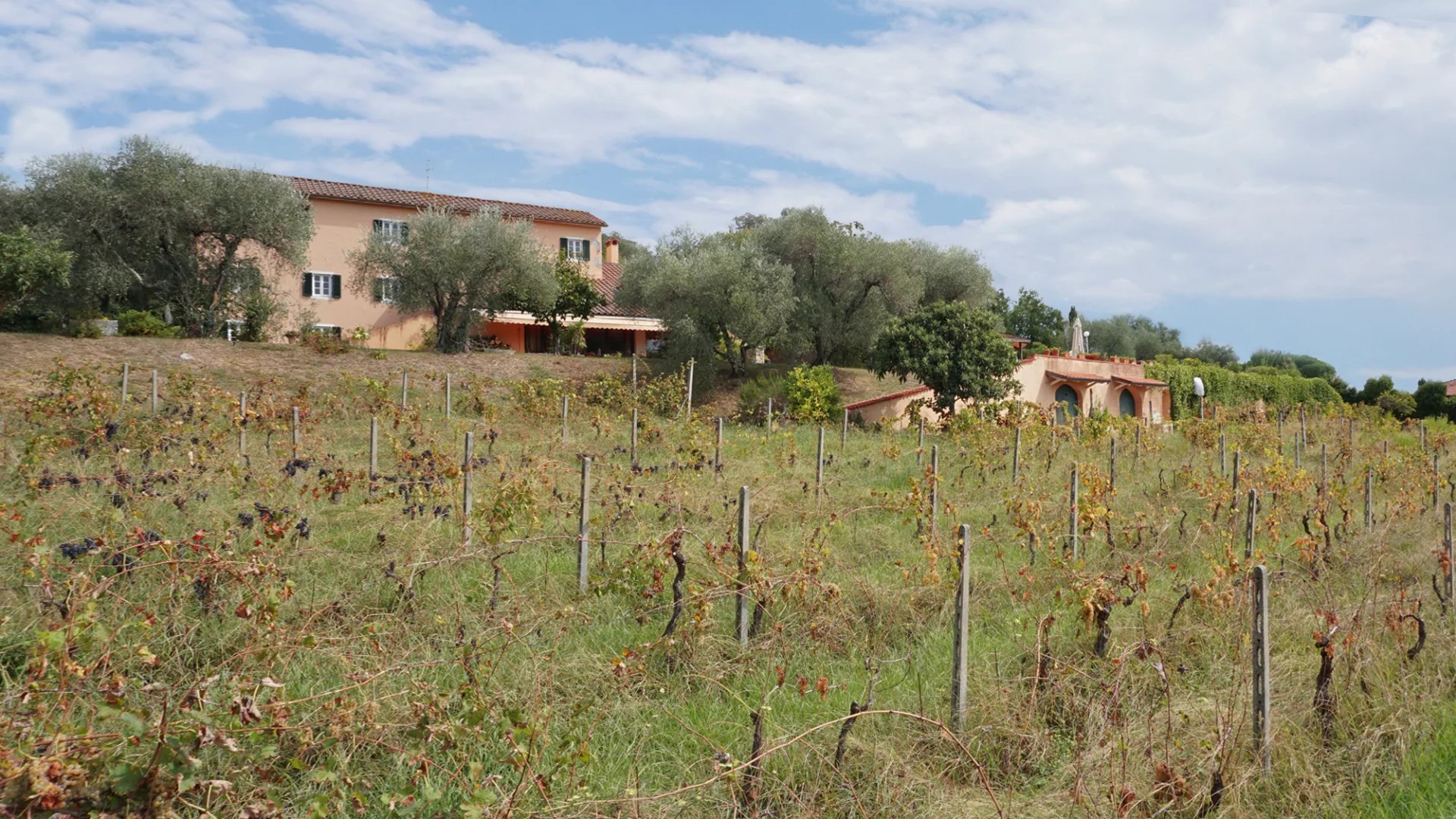 Elégante villa avec piscine, vignoble et grand terrain à une courte distance de la mer