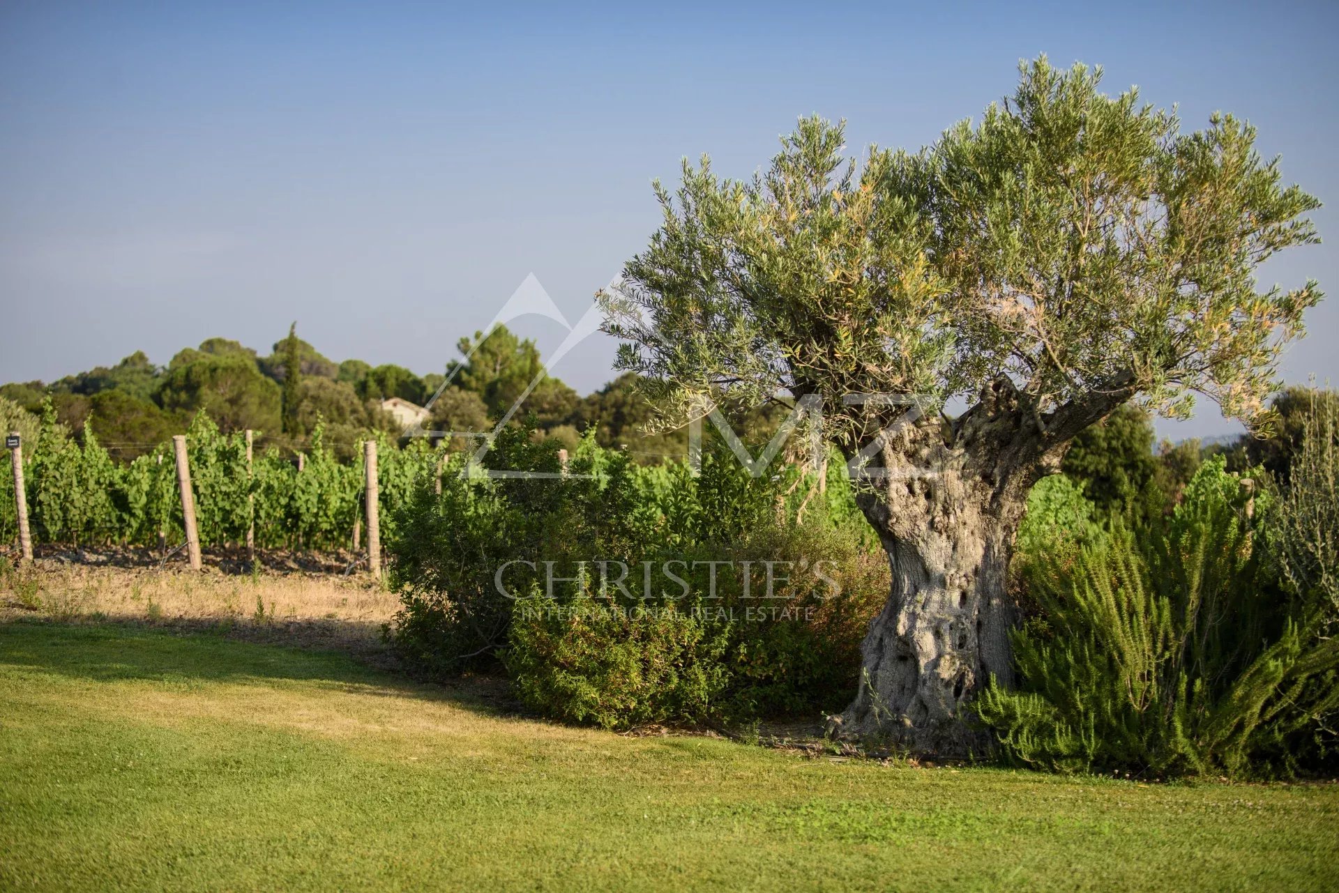 A VINEYARD ESTATE IN THE FAUGÈRES APPELLATION