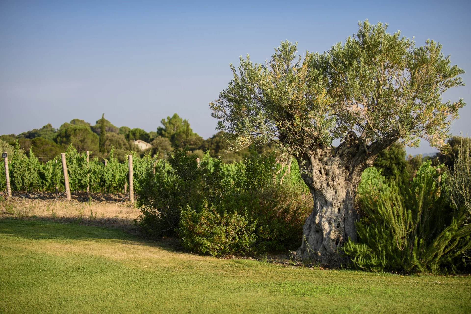 UN DOMAINE VITICOLE EN APPELLATION FAUGÈRES